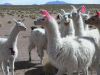 bolivie-0355.JPG
