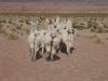 bolivie-0356.JPG