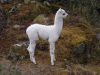 bolivie-0453.JPG