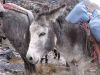 bolivie-0510.JPG