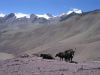 Filename=ladakh-0356.JPG
Filesize=172KB
Dimensions=1024x768
Date added=Sep 16, 2006 ladakh-0356.JPG