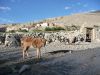 mustang0344.jpg