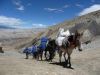 mustang0770.jpg
