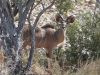namibie0021.jpg