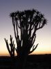 namibie0261.jpg