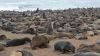 namibie0384.jpg
