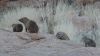 namibie0470.jpg
