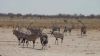 namibie0772.jpg