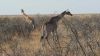 Filename=namibie0779.jpg
Filesize=175KB
Dimensions=1365x768
Date added=Dec 13, 2010 namibie0779.jpg
