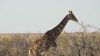 namibie0781.jpg