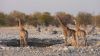 Filename=namibie0786.jpg
Filesize=146KB
Dimensions=1365x768
Date added=Dec 13, 2010 namibie0786.jpg