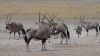 Filename=namibie0792.jpg
Filesize=128KB
Dimensions=1365x768
Date added=Dec 13, 2010 namibie0792.jpg