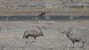 namibie0802.jpg
