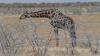 namibie0803.jpg