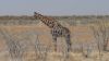 namibie0804.jpg