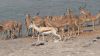 namibie0869.jpg
