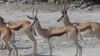 namibie0886.jpg