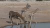 namibie0888.jpg