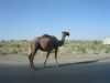 ouzbekistan0123.JPG