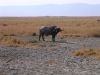 tanzanie-0090.JPG