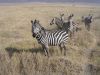 tanzanie-0093.JPG