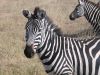 tanzanie-0094.JPG