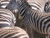 tanzanie-0104.JPG