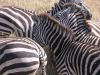 tanzanie-0105.JPG