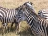 tanzanie-0106.JPG