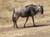 tanzanie-0109.JPG