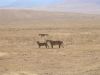 tanzanie-0113.JPG