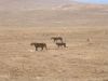 tanzanie-0114.JPG