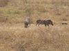 tanzanie-0116.JPG
