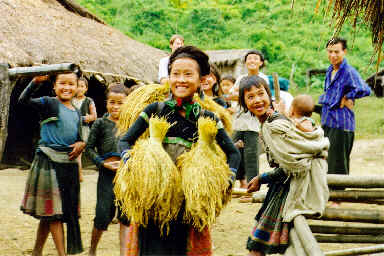 C'est le temps des moissons, une jeune fille Muong porte des bottes de riz -- Pour visualiser les photos cliquer ici