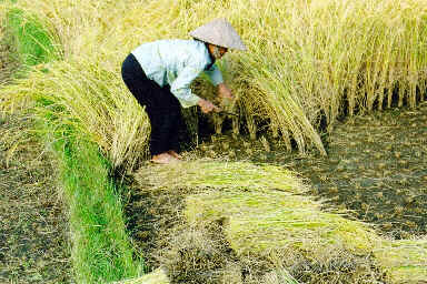 Récolte du riz dans le Delta du Fleuve Rouge